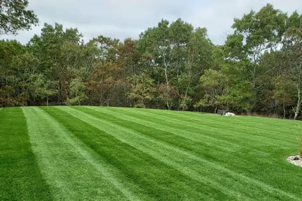Affordable Lawn Care