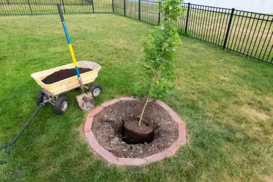 Tree Planting