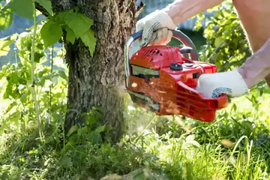 Tree Removal